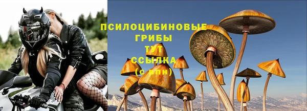 стаф Осинники